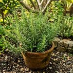 Cara Merawat Rosemary agar Tumbuh Subur di Iklim Tropis