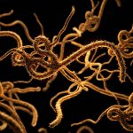 Kemlu Pantau Wabah Ebola di Kongo dan Kenya, WNI Aman