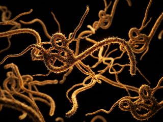 Virus Ebola/Ilustrasi: Kurvanewscom